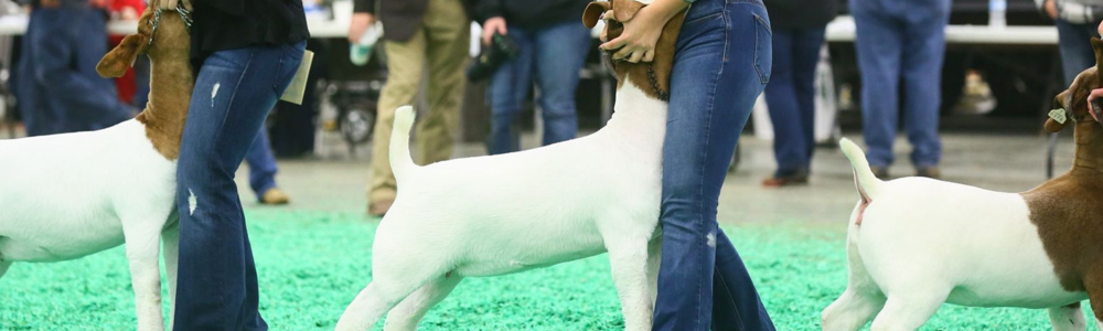 How to Keep Your Goat Show-Ready Between Jackpots